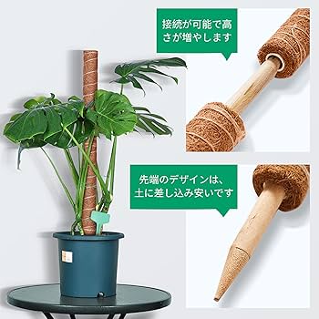 その他観葉植物 STI Amazon｜新セラミス植え パキラ 観葉植物 虫がこない